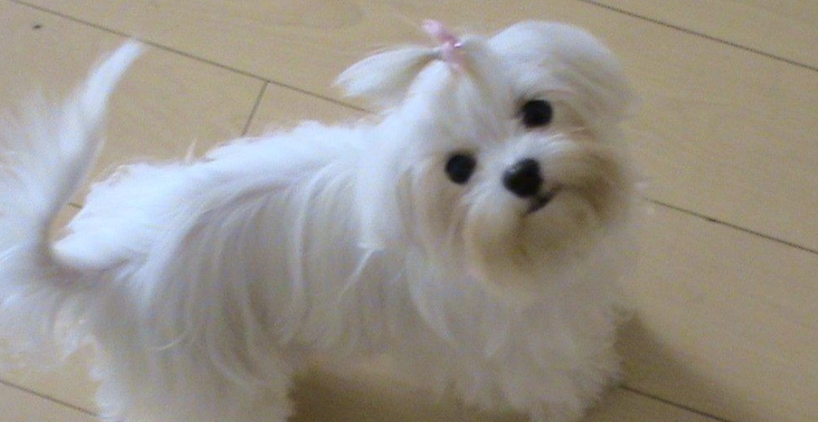 馬爾濟斯貴賓混種照顧