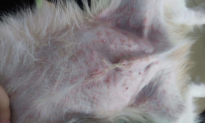 犬小芽孢菌感染