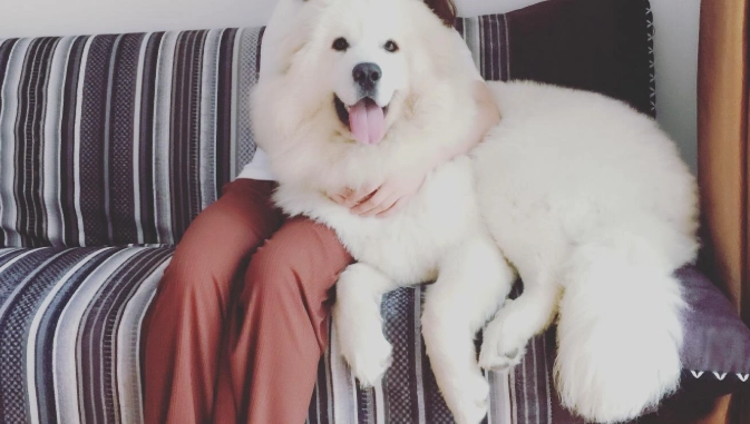 大白熊犬聰明嗎