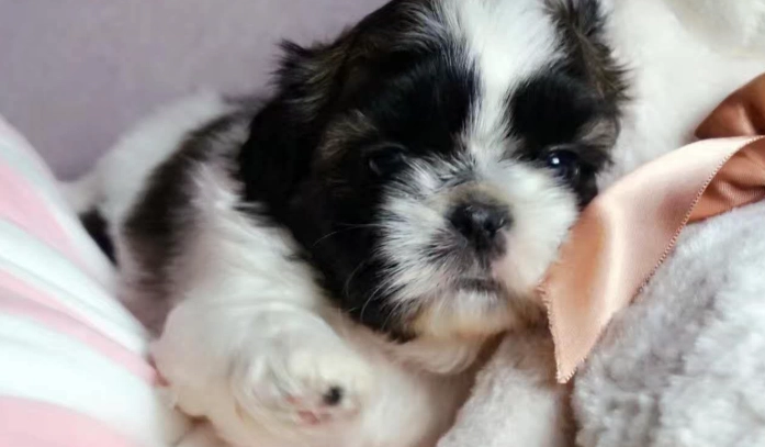 西施犬平均壽命