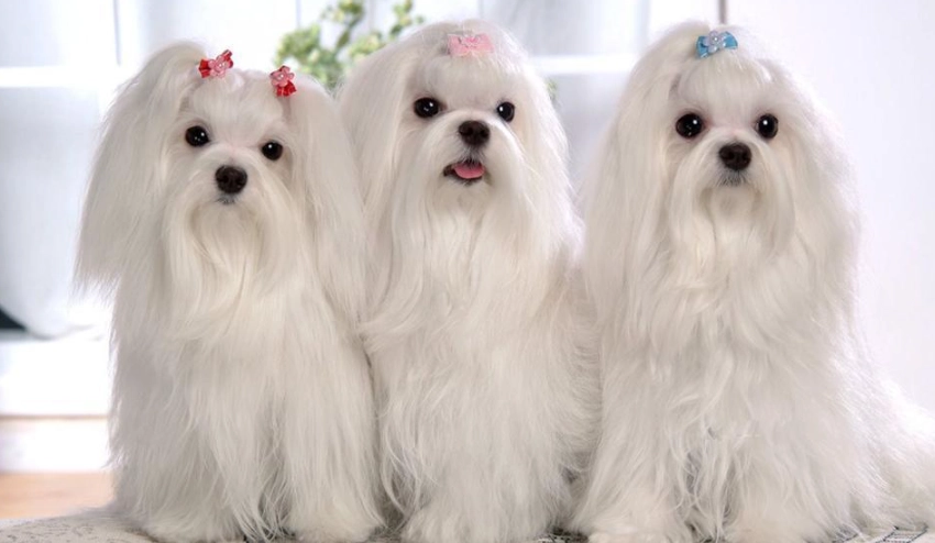 馬爾濟斯貴賓混種照顧