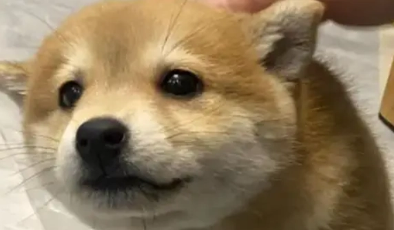 狗狗飛機耳意思