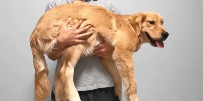 狗狗不喜歡擁抱