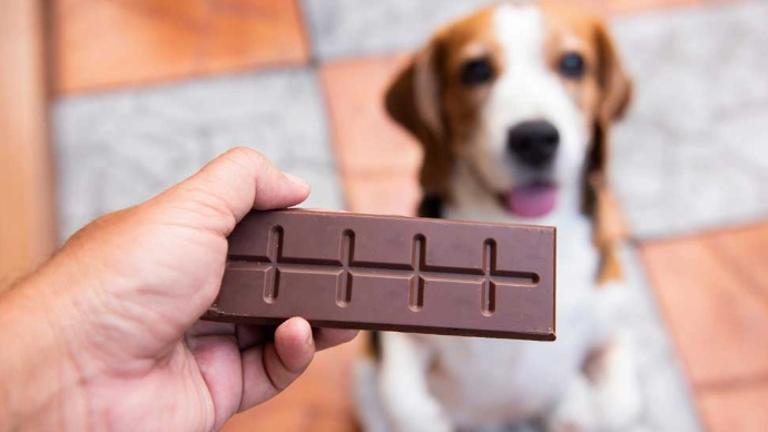 狗巧克力中毒處理