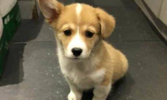 狗單耳下垂原因