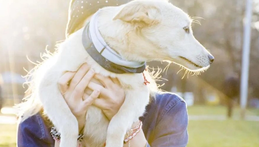 狗突然黏人 狗突然黏人