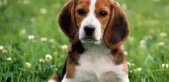 狗狗耳朵下垂原因