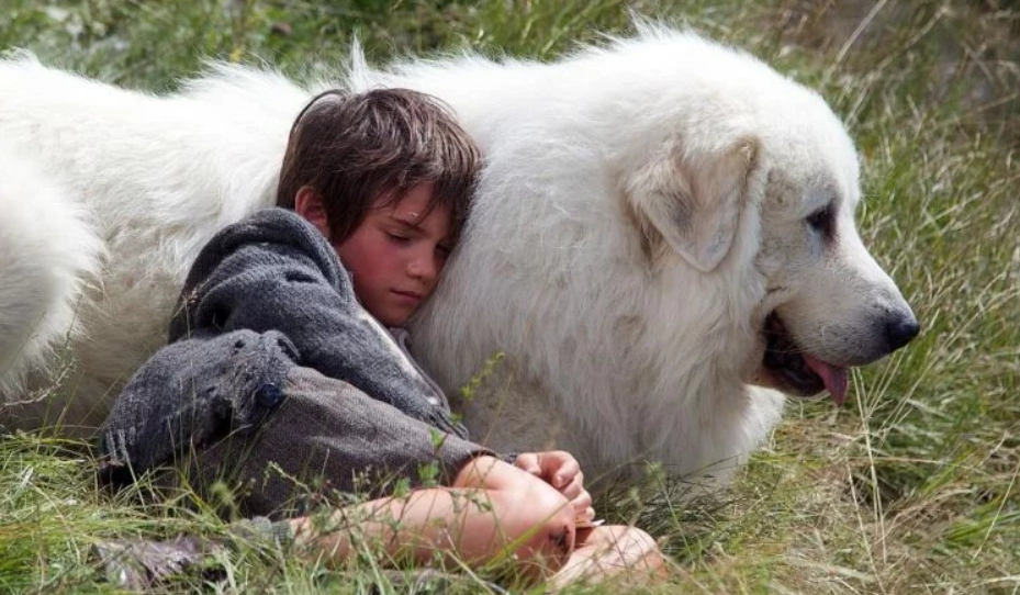 大白熊犬聰明嗎