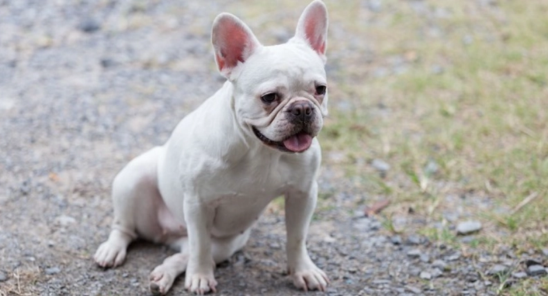 法國鬥牛犬智商排名