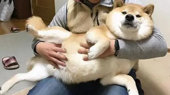 狗狗不給抱原因