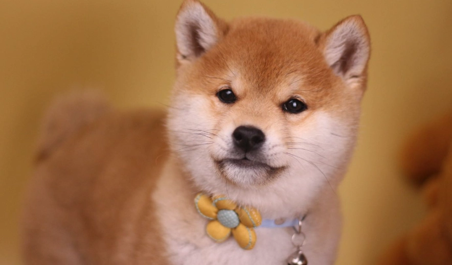 黃金期訓練項目