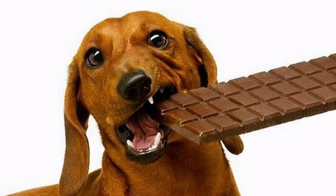 狗巧克力中毒時間