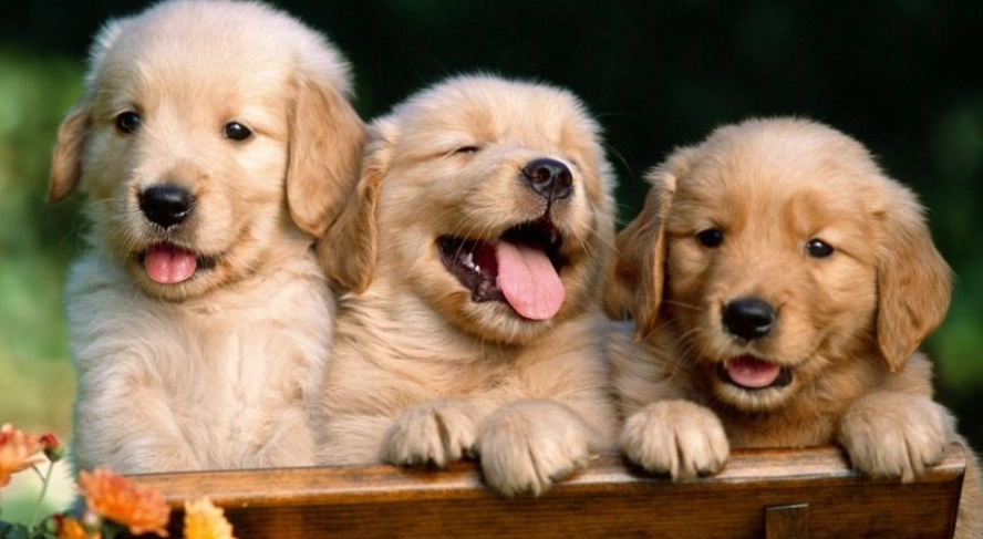 黃金期訓練項目