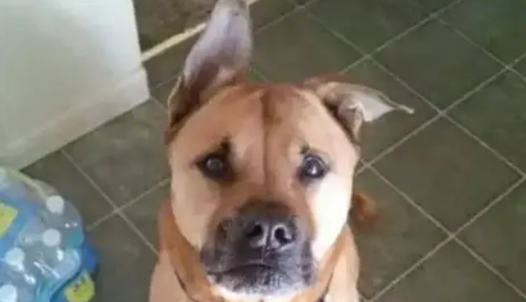 狗狗耳朵突然垂下