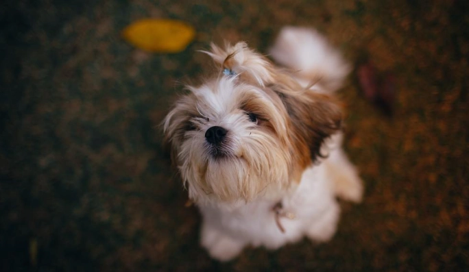 延長西施犬壽命