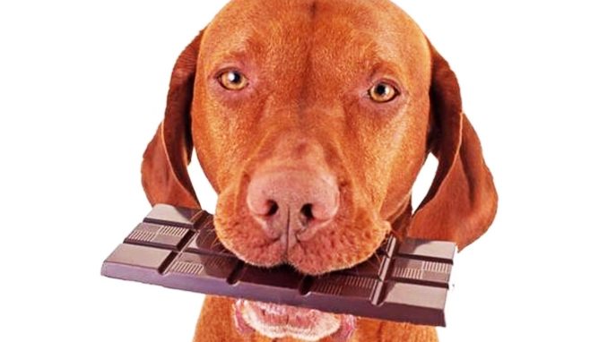狗吃巧克力症狀