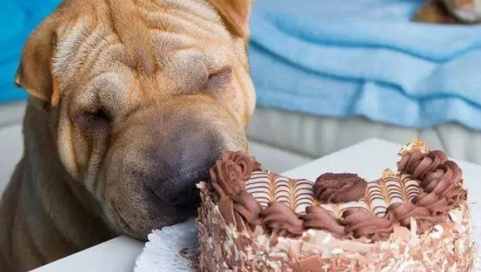 狗巧克力中毒時間