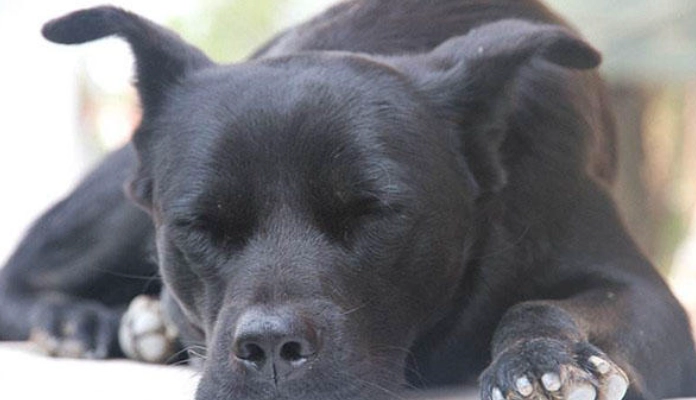 狗狗飛機耳意思