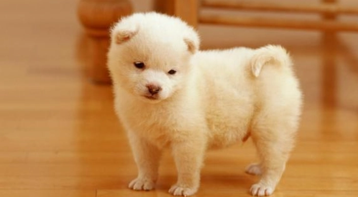 黃金期訓練項目