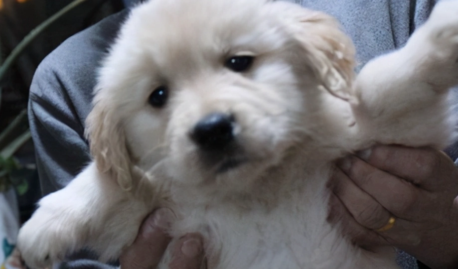 如何讓狗狗給抱