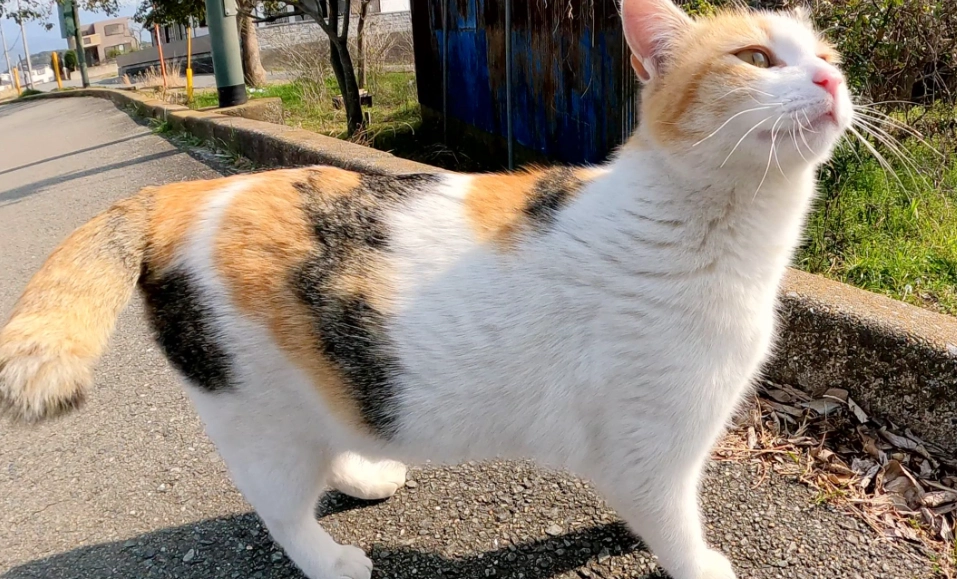 貓咪聰明度測試