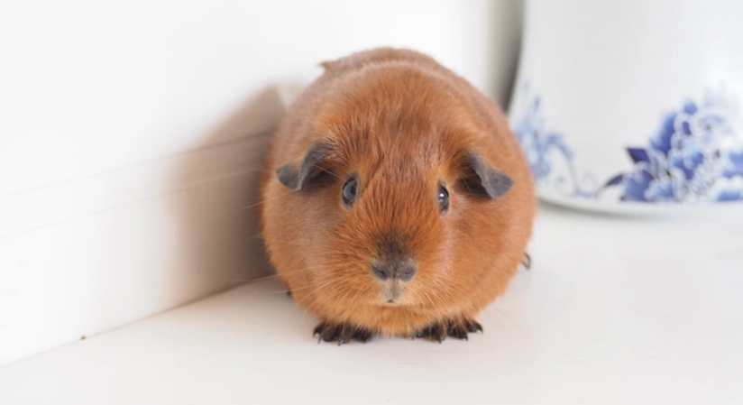 冠毛天竺鼠 皮膚