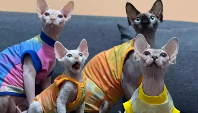 無毛貓飼養方法