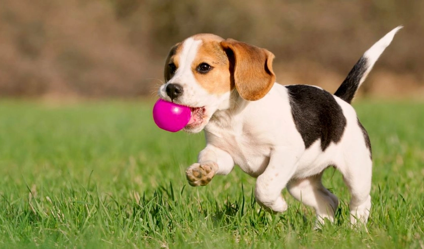 芝娃娃能活多久