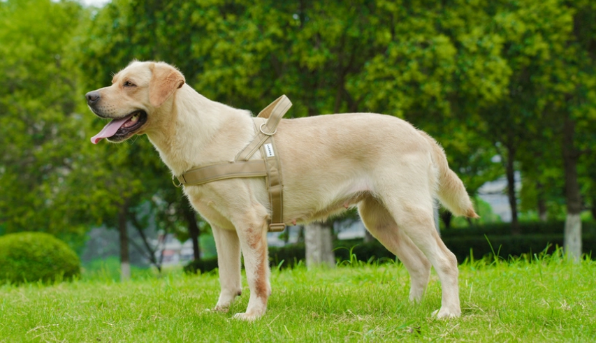 芝娃娃平均壽命