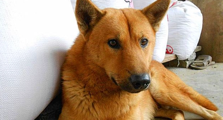 土狗掉毛原因 土狗掉毛原因