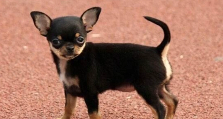 吉娃娃美容護理