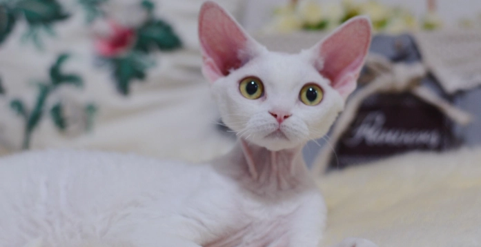 貓咪食物禁忌 貓咪食物禁忌