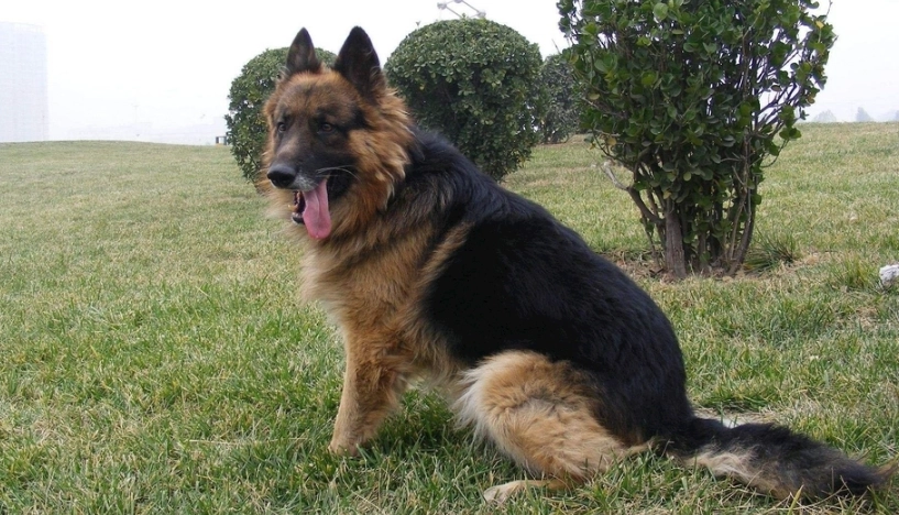 寵物飲食注意事項