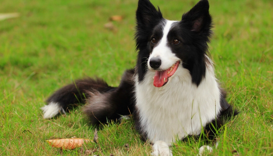 芝娃娃能活多久