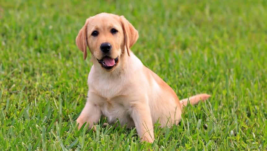 芝娃娃平均壽命