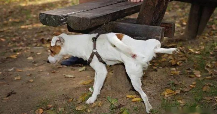 狗狗亂尿尿