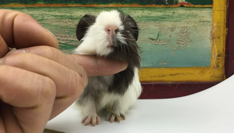 冠毛天竺鼠 飼養