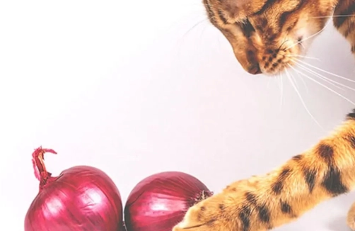 貓咪洋蔥中毒