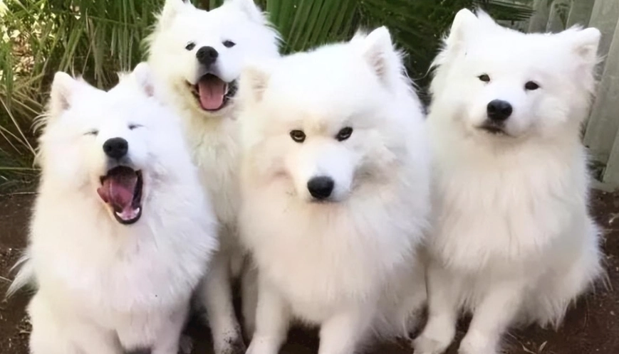 蔥油餅狗狗禁忌