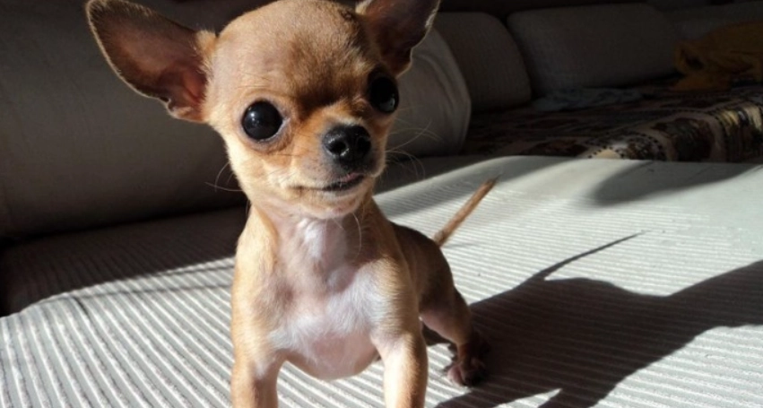 長毛吉娃娃飼養