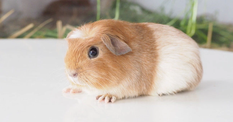 冠毛天竺鼠 皮膚