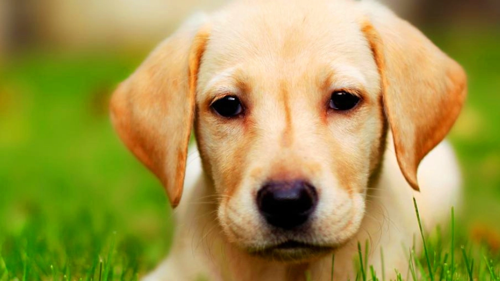 隱睪症手術費用