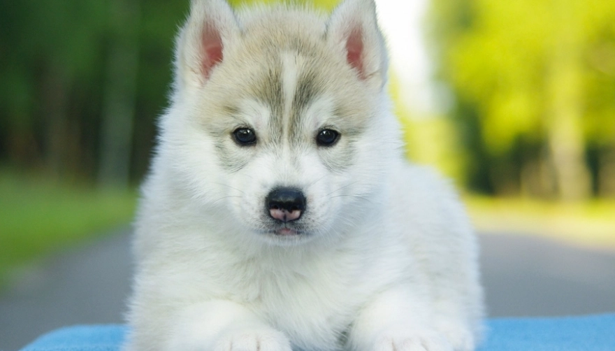 狗吃蔥油餅安全嗎
