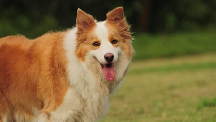 芝娃娃平均壽命