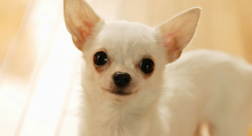 長毛吉娃娃飼養