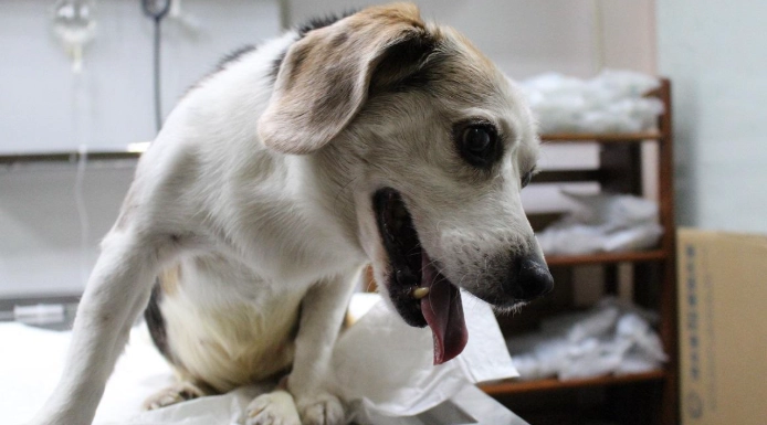 台北市寵物結紮補助