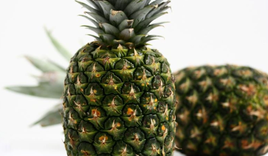 鳳梨對貓有害嗎