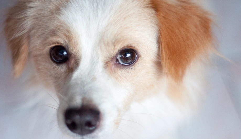 隱睪症手術費用