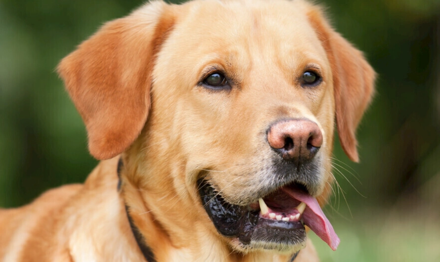 狗吃蔥油餅安全嗎