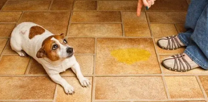 狗狗定點上廁所